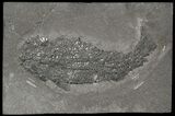 Devonian Lobed-Fin Fish (Osteolepis) - Scotland #62910-1